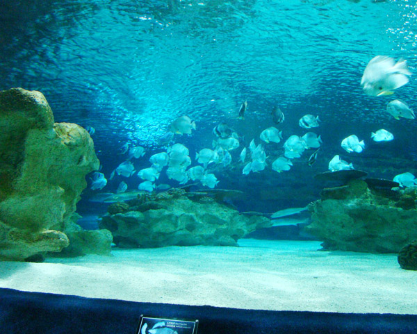 海洋館園燕類群魚